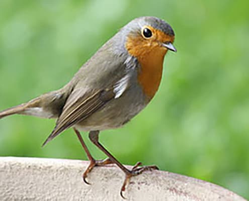 L'électrosmog influence les oiseaux migrateurs