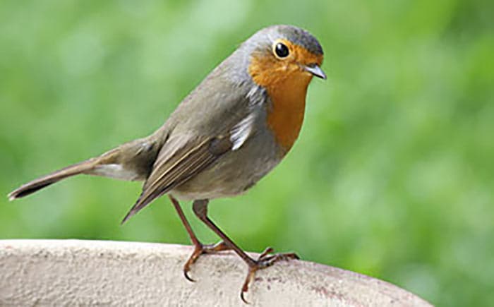 L'électrosmog influence les oiseaux migrateurs