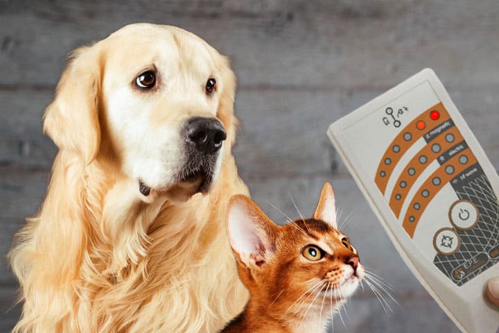 Mesure de l'électrosmog des animaux (chien et chat)