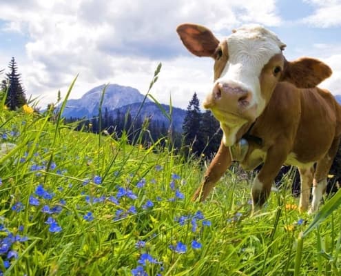 Les vaches souffrent de l'électrosmog