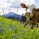 Les vaches souffrent de l'électrosmog