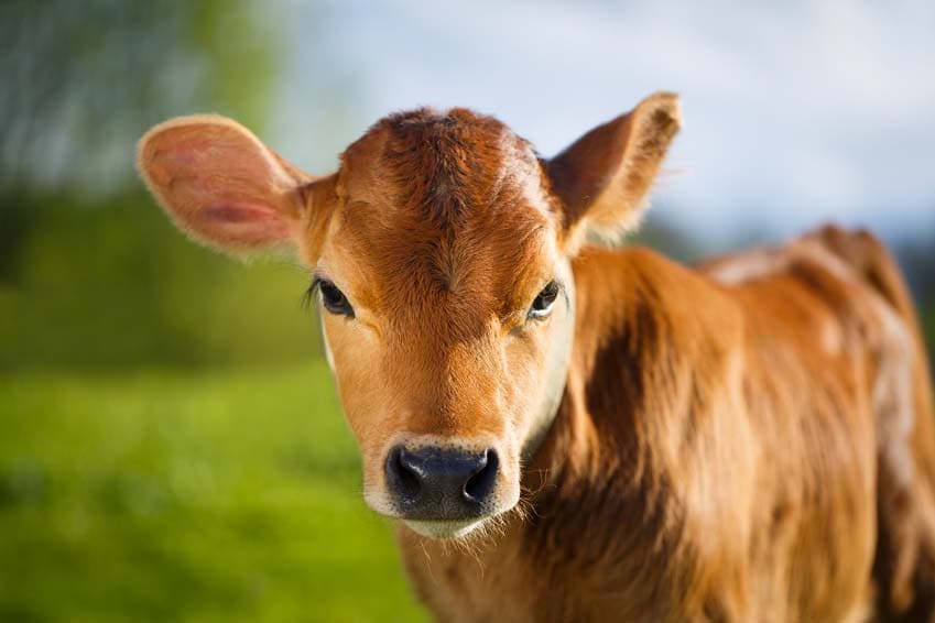 Les animaux souffrent de l'électrosmog