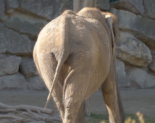 Das Hinterteil eines Elefanten.