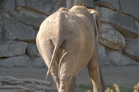 Le derrière d'un éléphant.